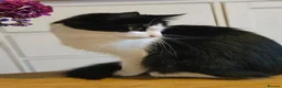 Mixed Breed cats for sale: Beautiful Black and White Tuxedo Female Cat - Advert 2