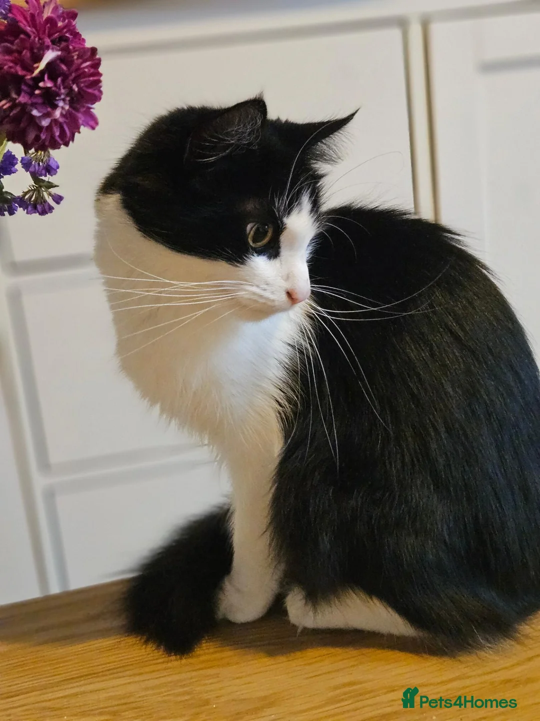 Mixed Breed cats for sale: Beautiful Black and White Tuxedo Female Cat - Advert 2