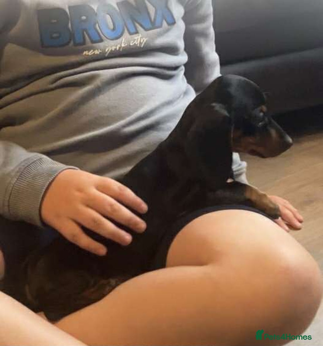 Dachshund dogs for sale: Dachshund - last 2 available (boy&girl) - Image 8