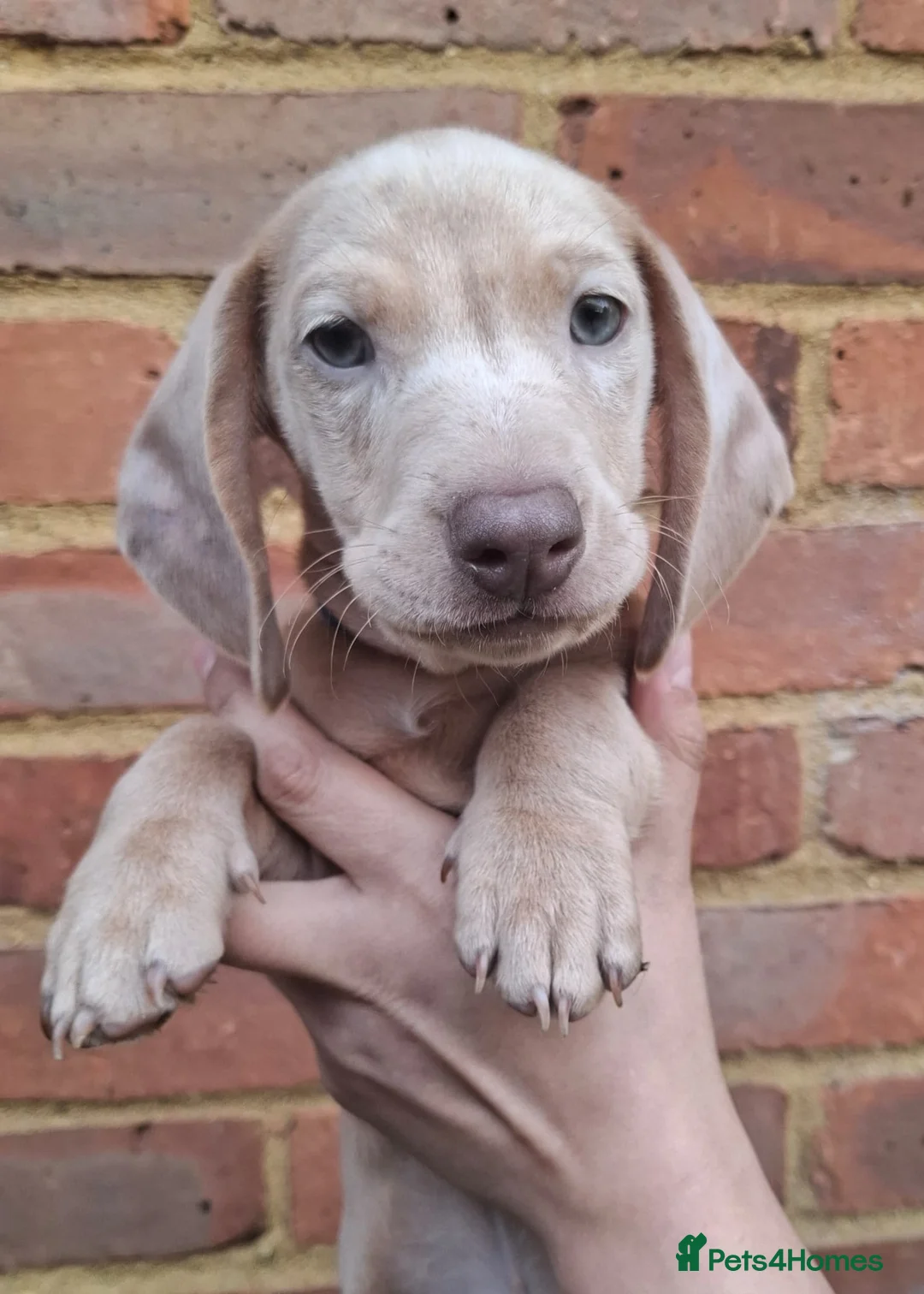 Miniature Dachshund dogs for sale: Miniature Dachshund Pups - Advert 8