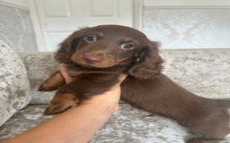 Dachshund dogs for sale: Dachshund puppies  - Image 27