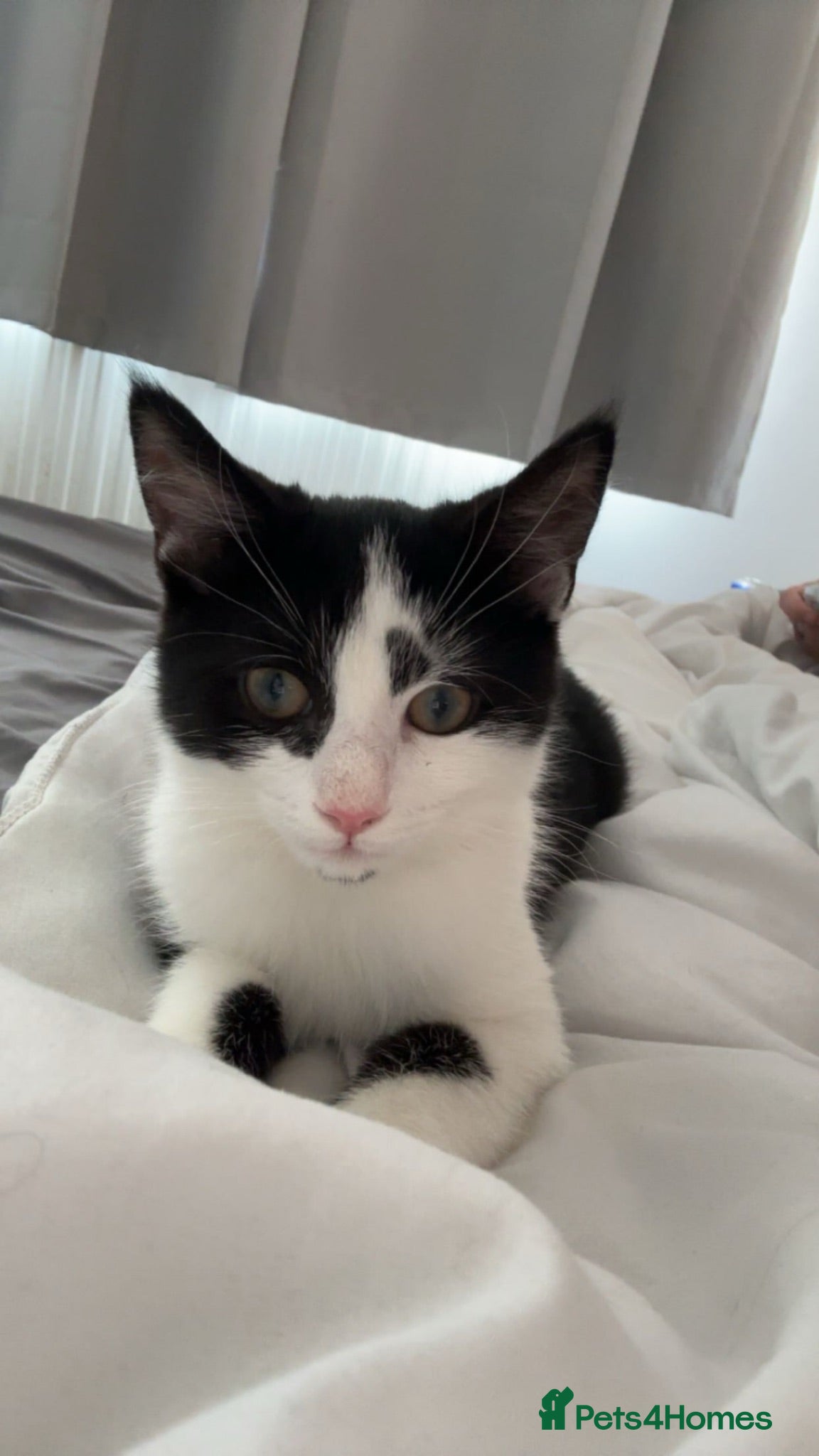 Mixed Breed cats 4 month old kitten need new home asap - Advert 1