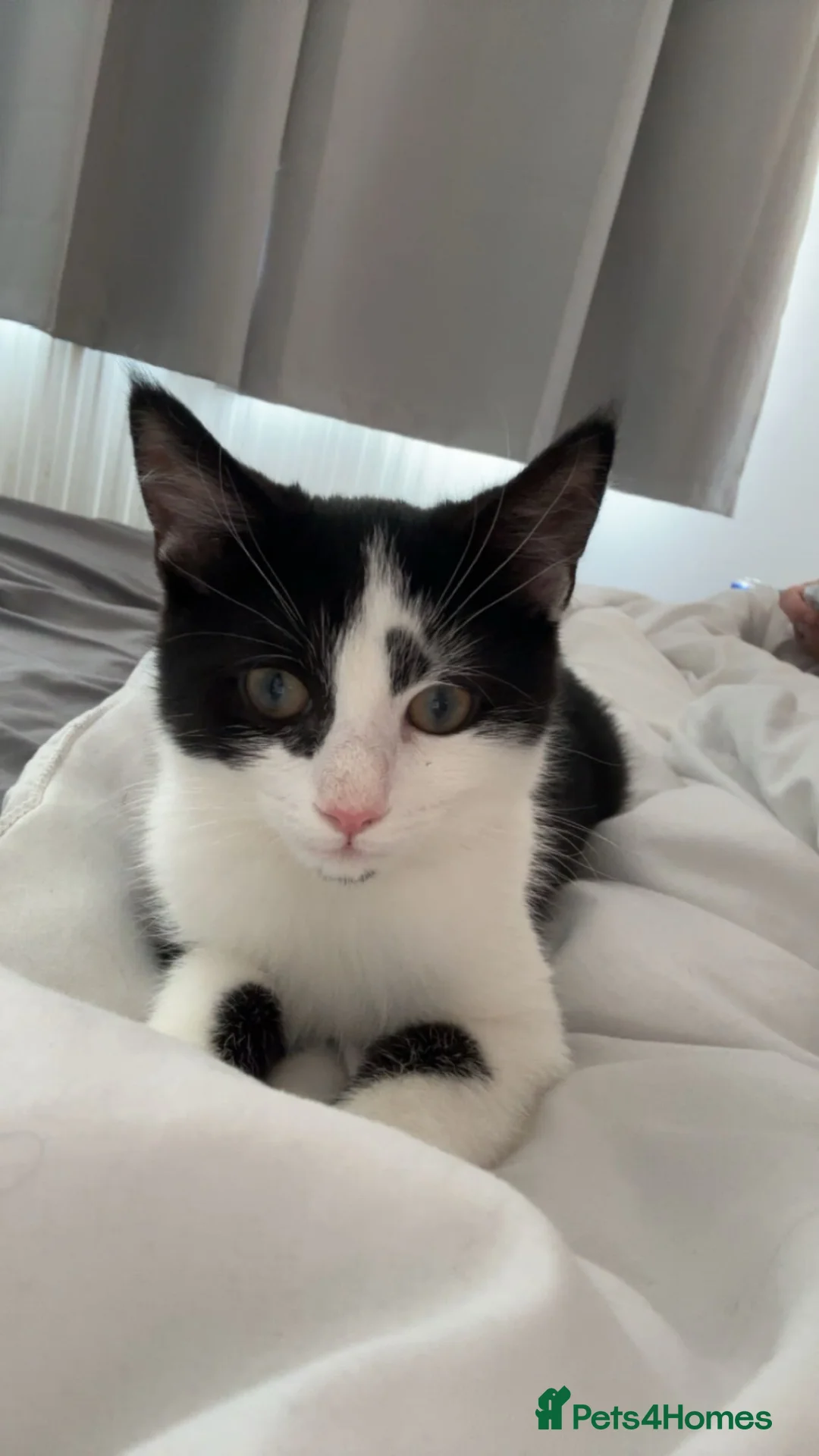 Mixed Breed cats for sale: 4 month old kitten need new home asap in Birmingham - Advert 1