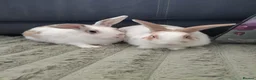 Mixed Breed rabbits for sale: 💙PEANUT & 💙BUTTER: TWO RESCUE BUNNIES(CASTRATED) in Burton-on-Trent - Advert 1