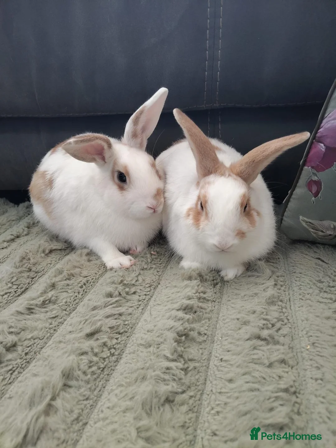 Mixed Breed rabbits for sale: 💙PEANUT & 💙BUTTER: TWO RESCUE BUNNIES(CASTRATED) in Burton-on-Trent - Advert 1