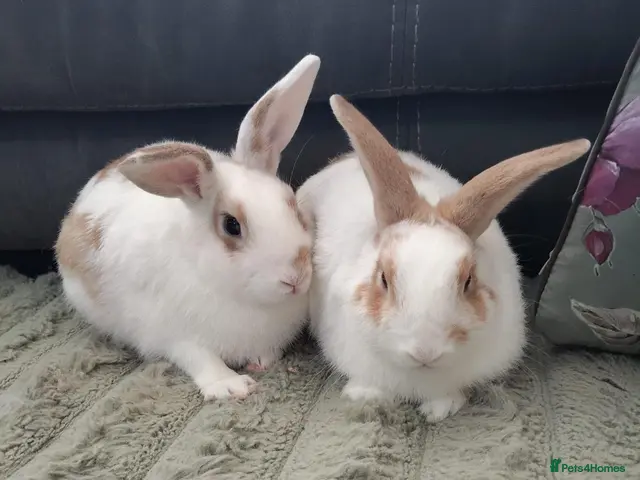 Mixed Breed rabbits for sale: 💙PEANUT & 💙BUTTER: CASTRATED and VACCINATED - Advert 1