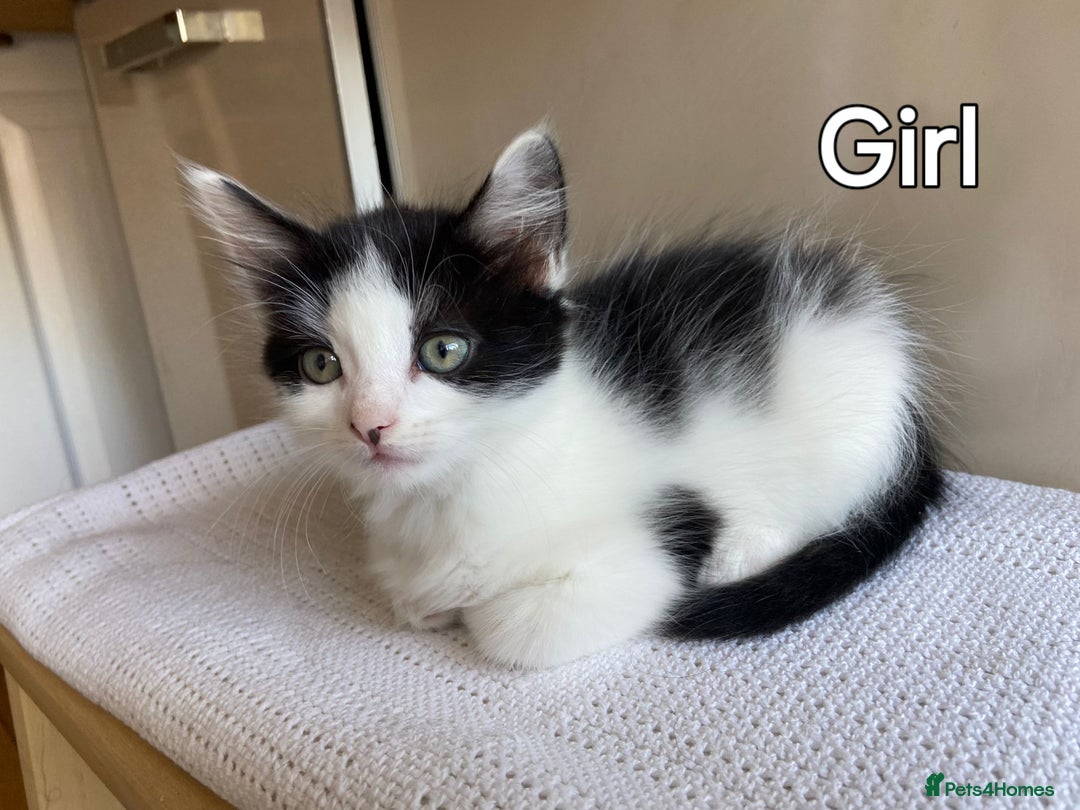 Mixed Breed cats for sale: British short hair kittens - Image 3