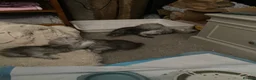 Persian cats for sale: Stunning Persian Chinchilla Kittens - Lancashire. in Blackburn - Advert 10