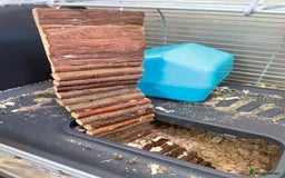 Gerbil rodents for sale: 2 male Gerbils with a cage  - Advert 4