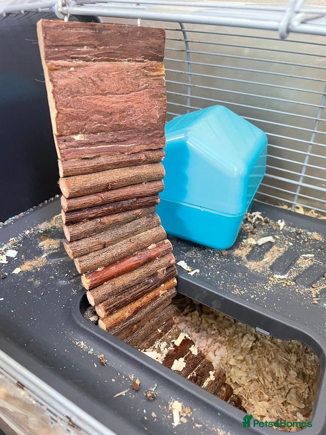 Gerbil rodents for sale: 2 male Gerbils with a cage  - Advert 4