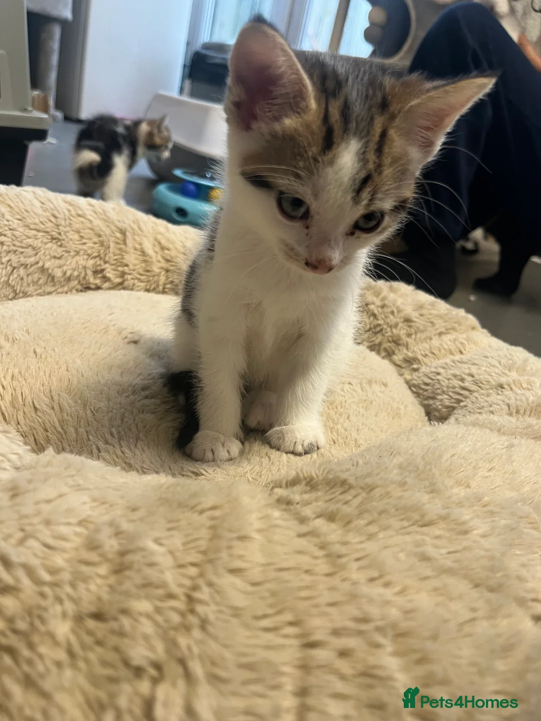 Mixed Breed cats for sale: Stunning 8 week old Mixed Breed Female kittens - Advert 8