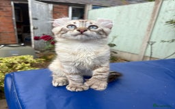 Keetso cats for sale: Stunning polydactyl longhaired snow leopard Keetso - Image 20
