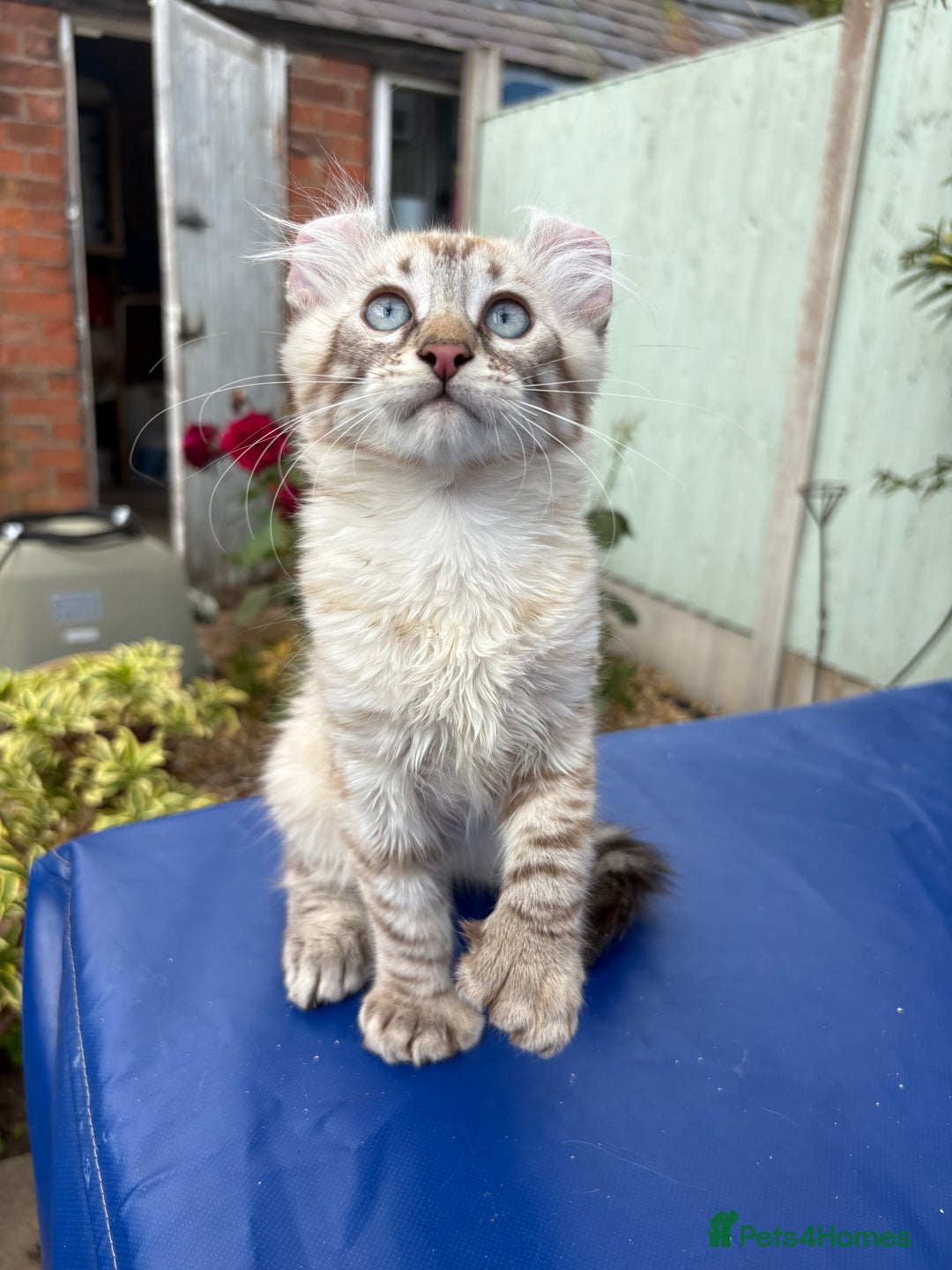 Keetso cats for sale: Stunning polydactyl longhaired snow leopard Keetso - Image 20