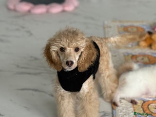 Toy Poodle dogs - Advert 2