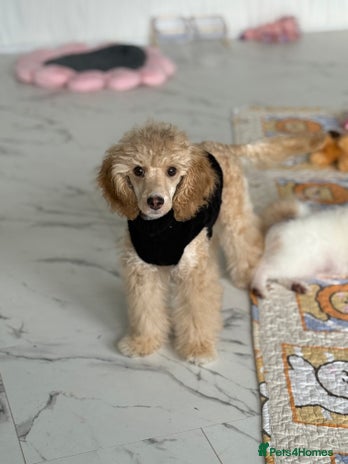 Toy Poodle dogs - Advert 4