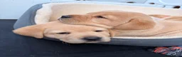 Labrador Retriever dogs for sale: Golden Labrador Puppies - Advert 5
