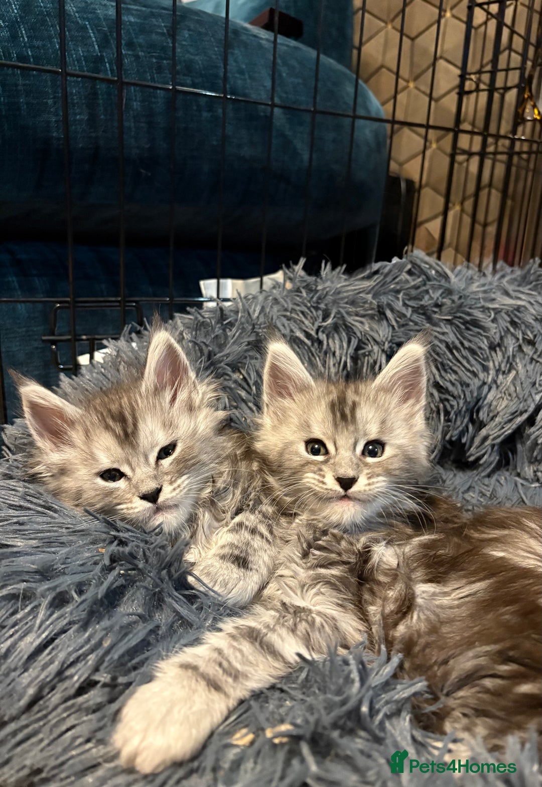 Maine Coon cats for sale: Pedigree registered Maine Coon - Advert 11