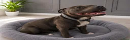 Staffordshire Bull Terrier dogs for sale: Outstanding litter  blue brindle white kc staffys - Advert 11