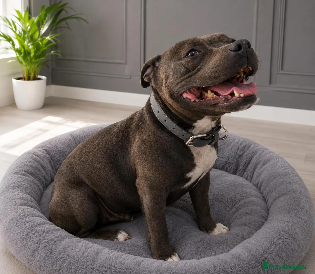Staffordshire Bull Terrier dogs for sale: Outstanding litter  blue brindle white kc staffys - Advert 11