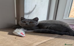 British Shorthair cats for sale: Reduced British Shorthair kittens Ready  - Image 1