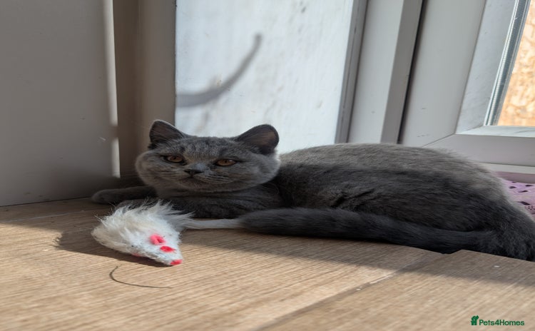 British Shorthair cats - Advert 1
