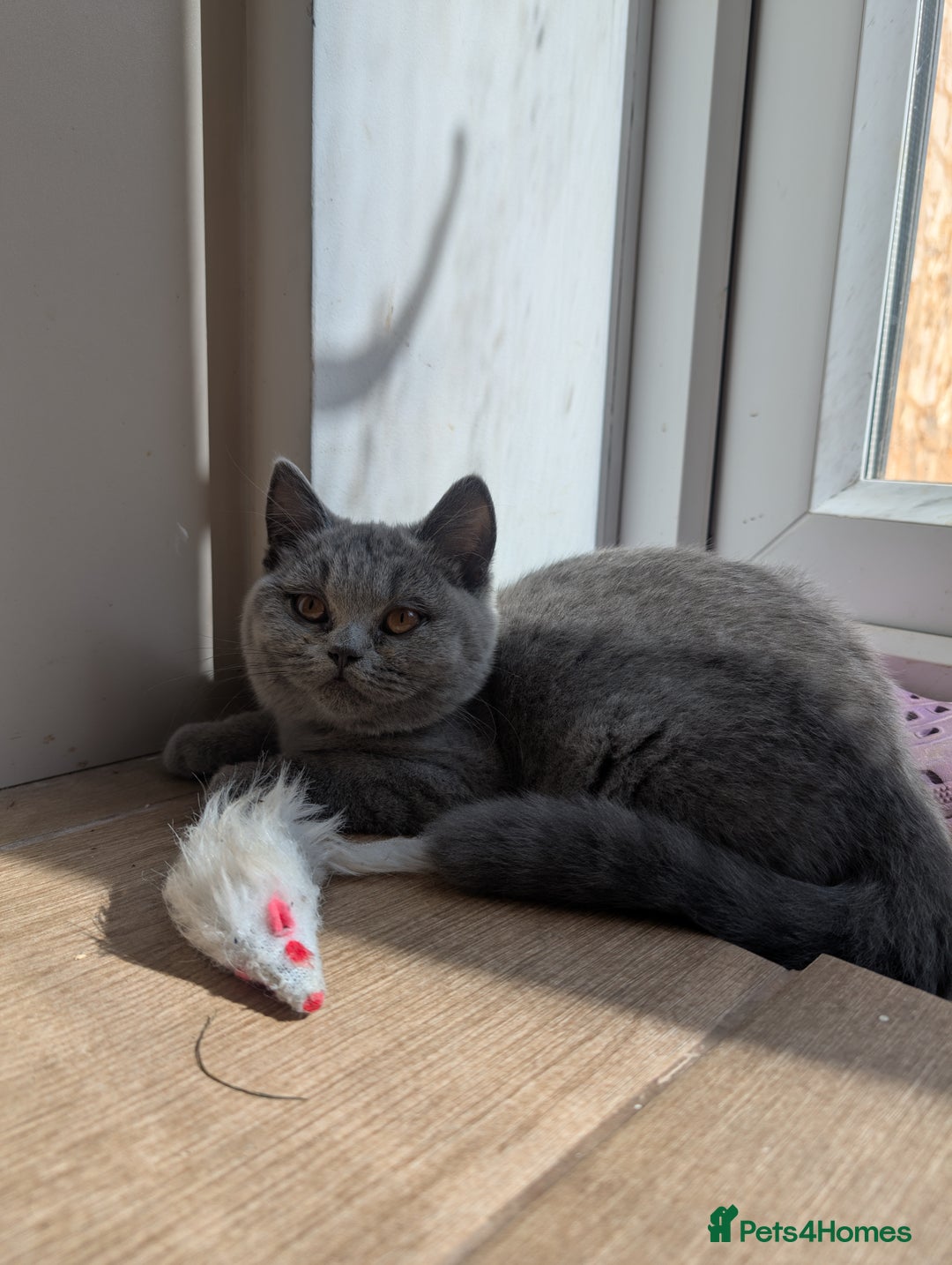 British Shorthair cats for sale: Reduced British Shorthair kittens Ready  - Image 1