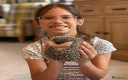 Pygmy Hedgehog rodents for sale: Pygmy hedgehog with all setups - Image 5