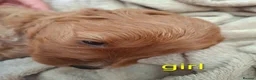 Cockapoo dogs for sale: Cockapoo Puppies PRA Clear! 262 DNA tests clear!KC - Advert 9