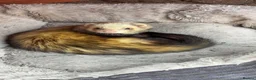 Ferret rodents for sale: ferret for new home -name(bandit) - Advert 1