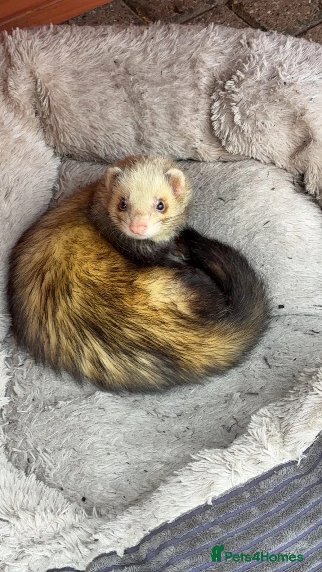 Ferret rodents for sale: ferret for new home -name(bandit) - Advert 1