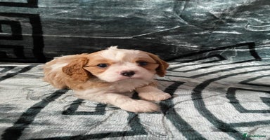 Cavalier King Charles Spaniel dogs - Advert 3