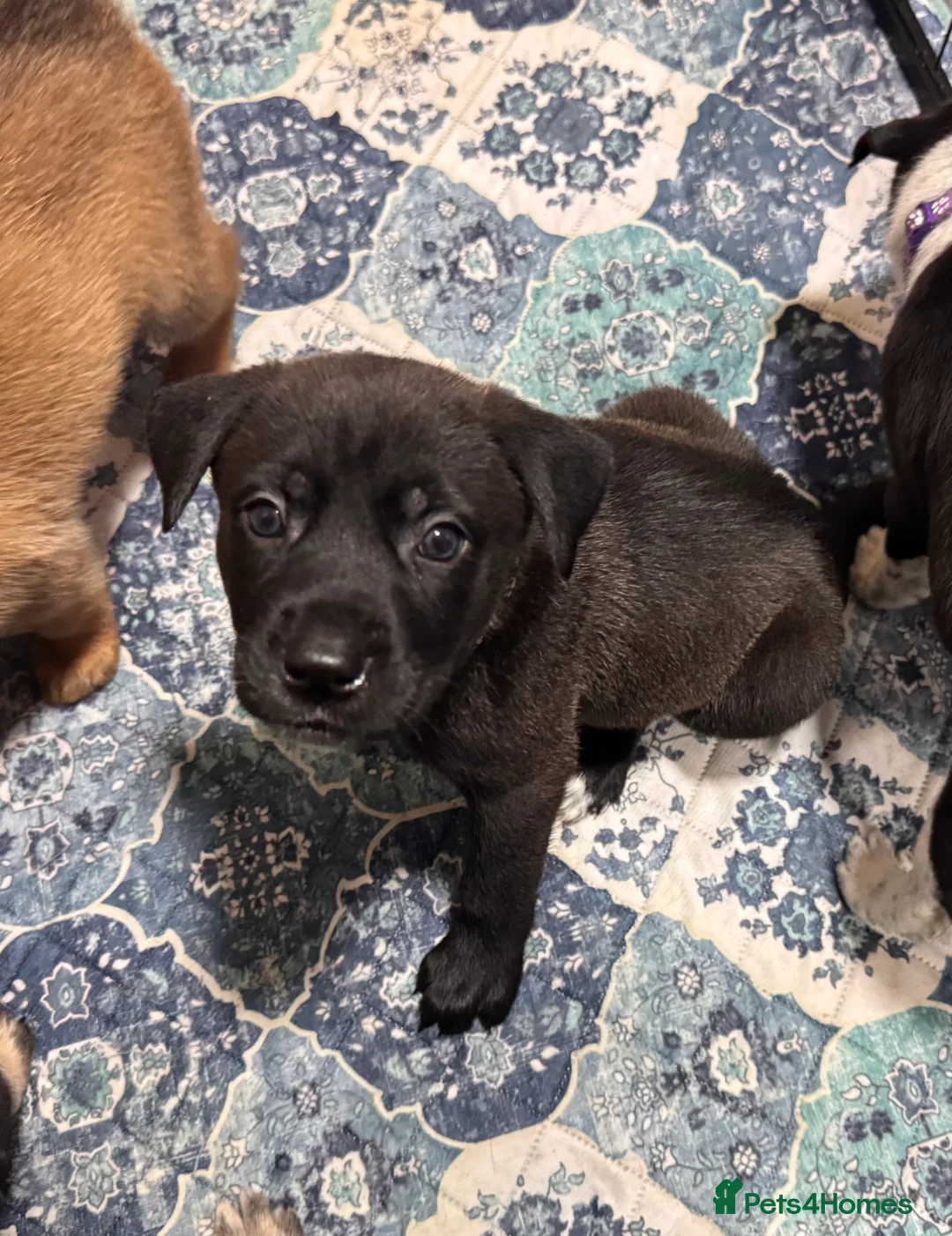 Mixed Breed dogs for sale: RARE BLUE EYE Sholly  ** tiff x Husky  - Advert 25