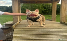 French Bulldog dogs for stud: Isabella stud  - Image 5