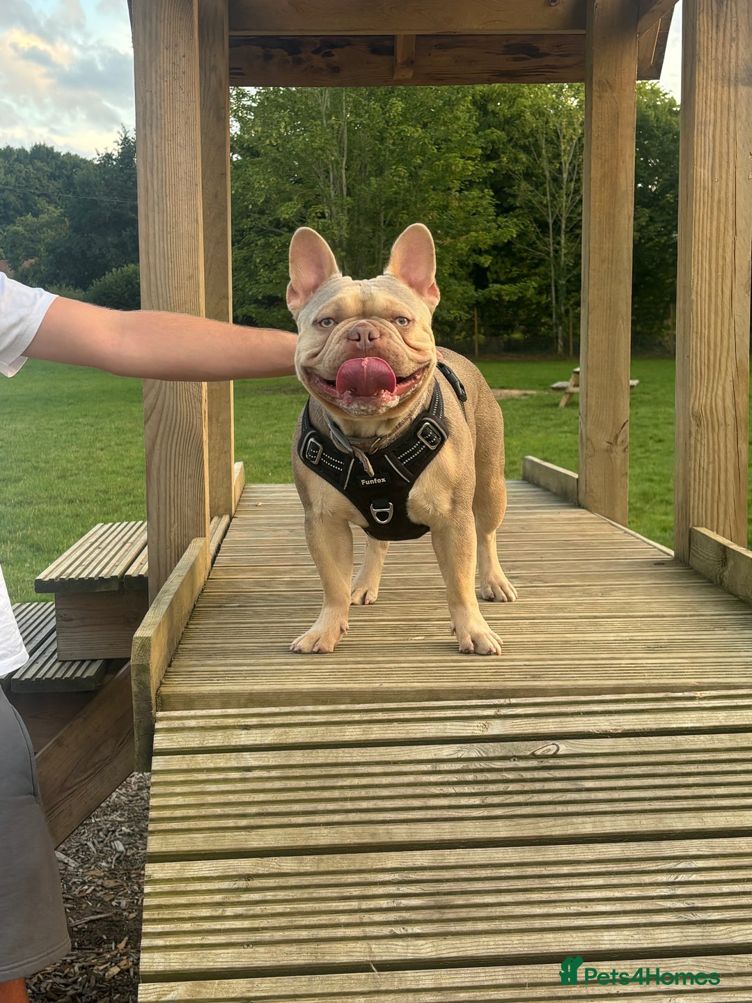 French Bulldog dogs for stud: Isabella stud  - Image 5