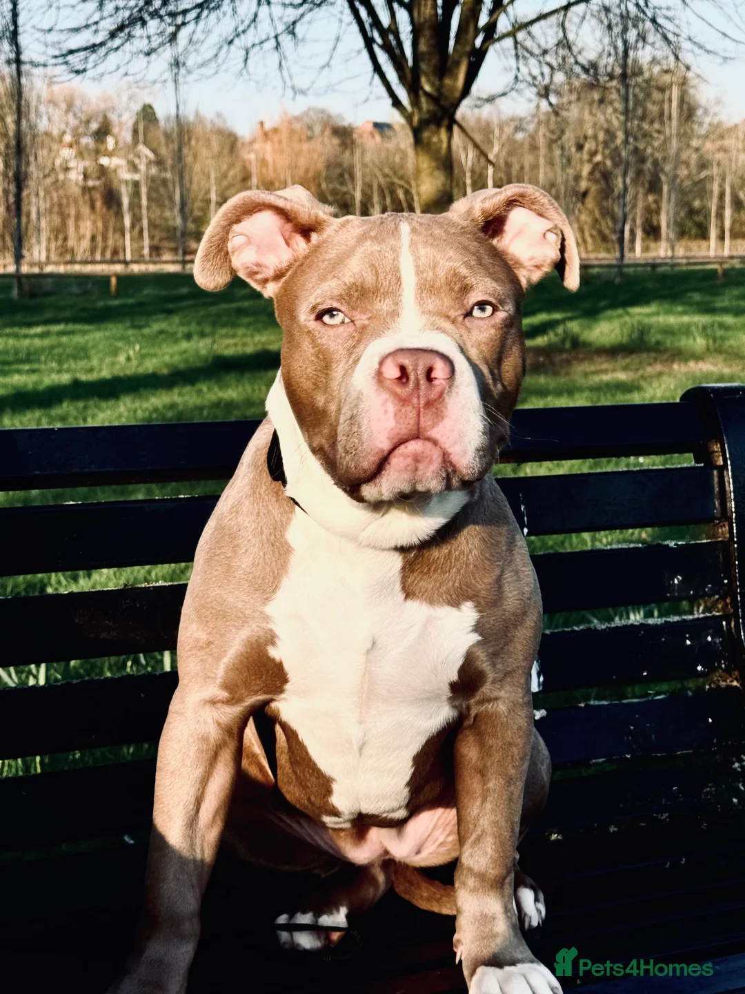 Mixed Breed dogs for sale: Cross staff X pocket bully  - Advert 1