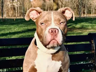 Mixed Breed dogs Cross staff X pocket bully - Advert 1