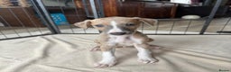 Whippet dogs for sale: Gorgeous whippet puppies for sale - Advert 4