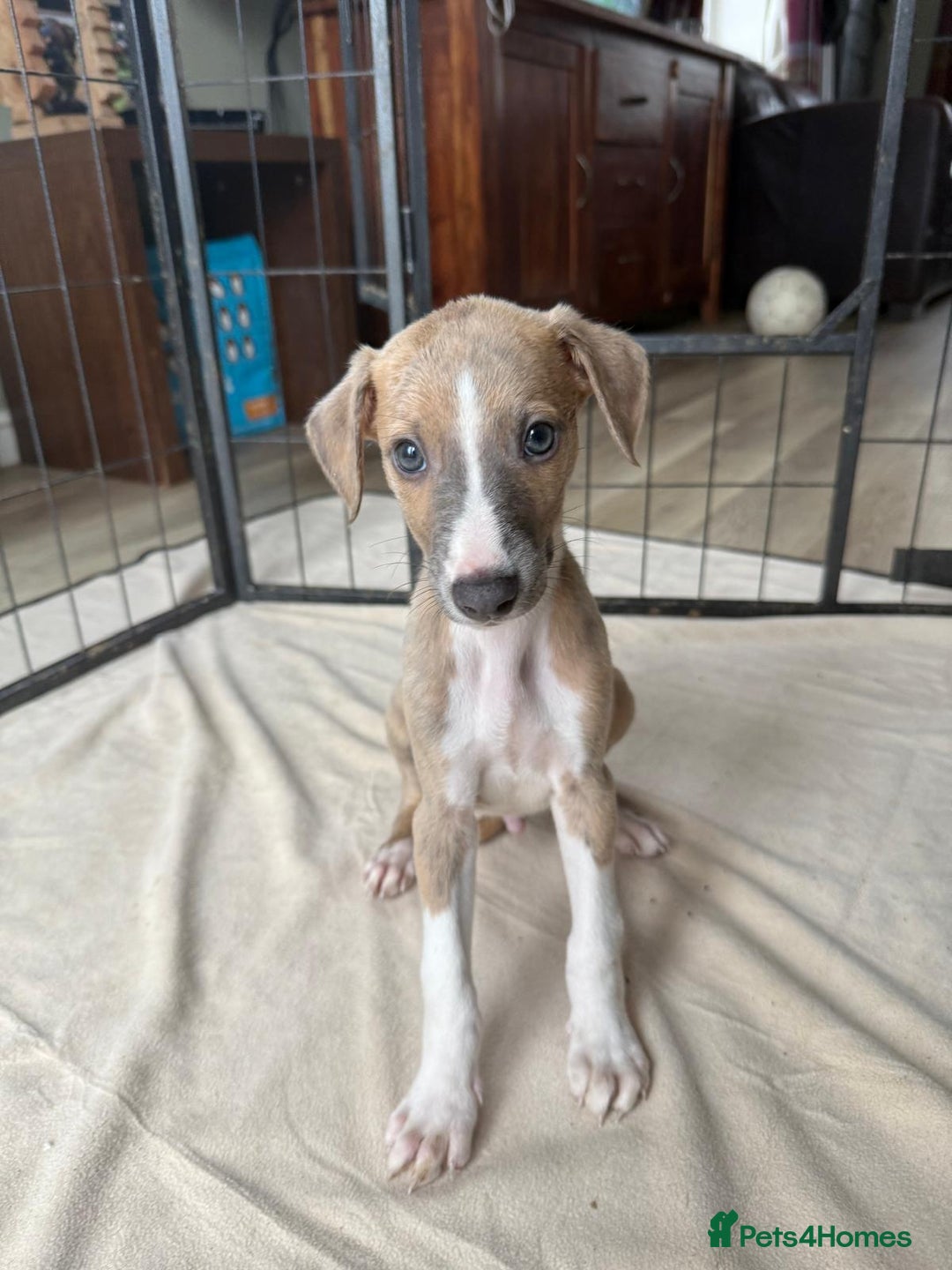 Whippet dogs for sale: Gorgeous whippet puppies for sale - Advert 4