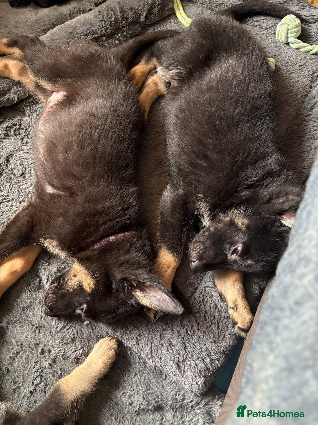 German Shepherd dogs for sale: German Shepherd puppies for sale - Image 4