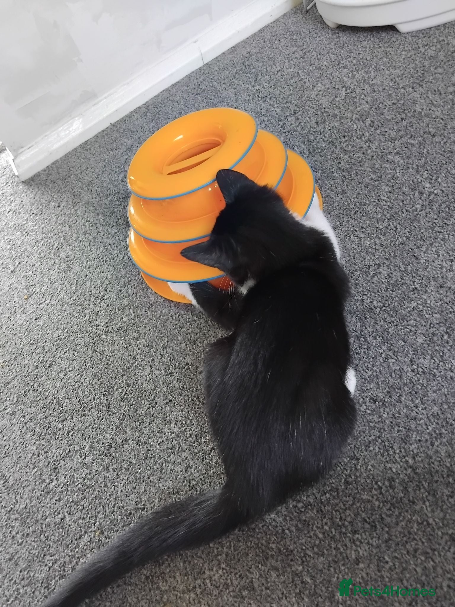 Mixed Breed cats Girlie - Advert 1