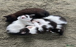 Mixed Breed cats for sale: Two white with black patches kittens  - Image 1