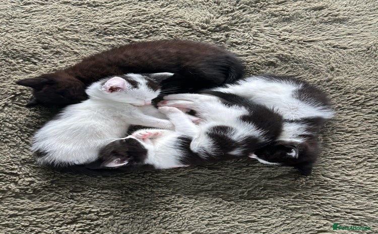 Mixed Breed cats - Advert 3