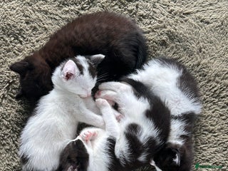 Mixed Breed cats - Advert 28