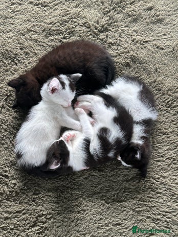 Mixed Breed cats - Advert 7