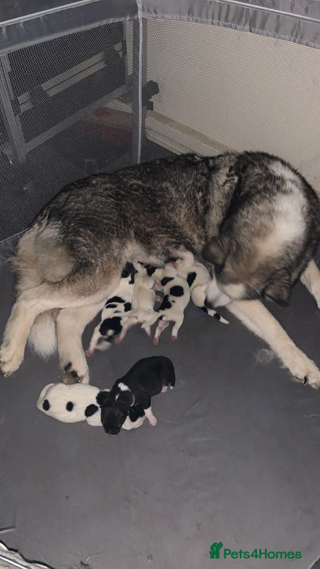 Huskita dogs for sale: 5 beautiful Huskita  - Advert 1
