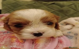 Cavapoo dogs for sale: A stunning litter of cavapoo beautiful costs  - Image 23