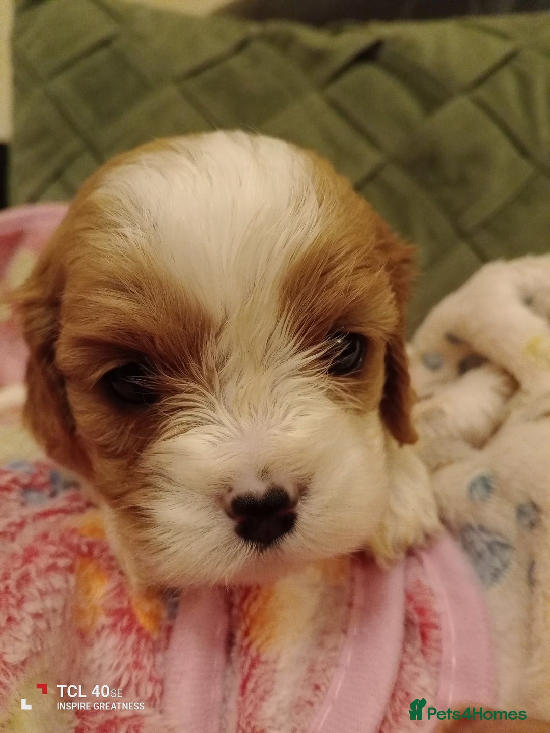 Cavapoo dogs for sale: A stunning litter of cavapoo beautiful costs  - Image 23