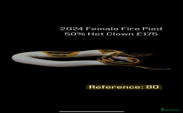 Python Snake reptiles - Advert 2