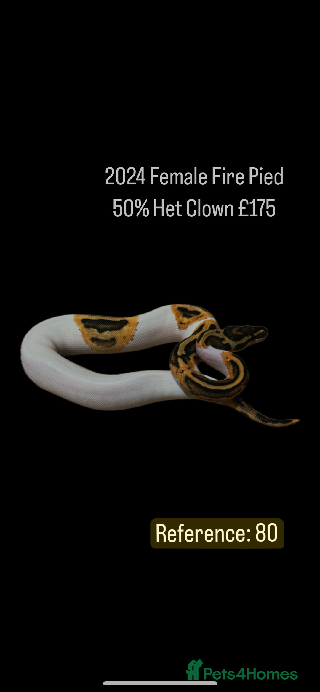 Python Snake reptiles for sale: Various 2025 & 2024 Pied Ball Pythons Royal Snake - Image 1