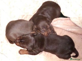 Jack Russell dogs Beautiful Muchwenlock Jack Russell puppies 🐾 - Advert 10